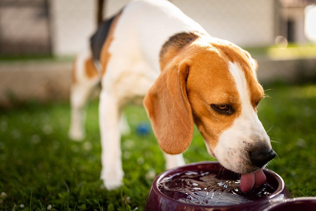 A dog drinking water from a bowl
