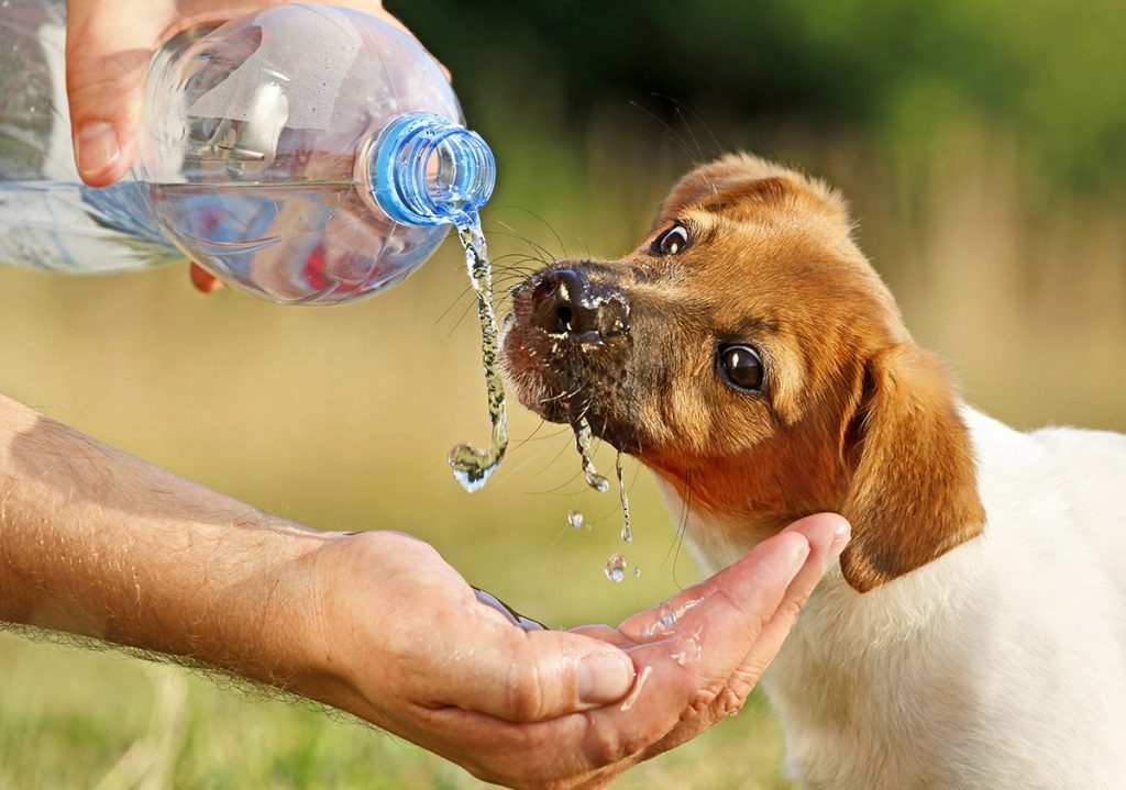A puppy drinking water from a water bottle